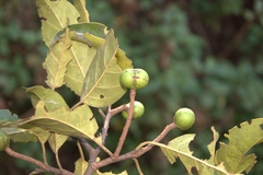 Prunus ceylanica